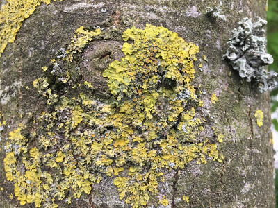 白蜡(Fraxinus excelsior)树- 2018年5月