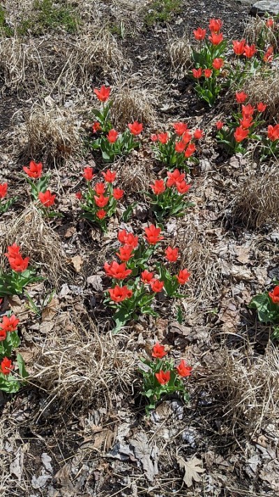 早期开花(photo2)