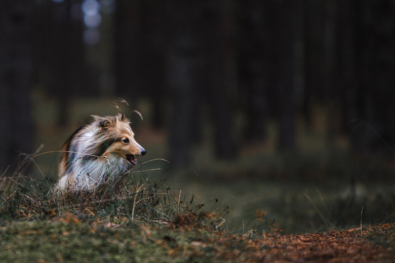 设得兰牧羊犬住在黄昏森林里