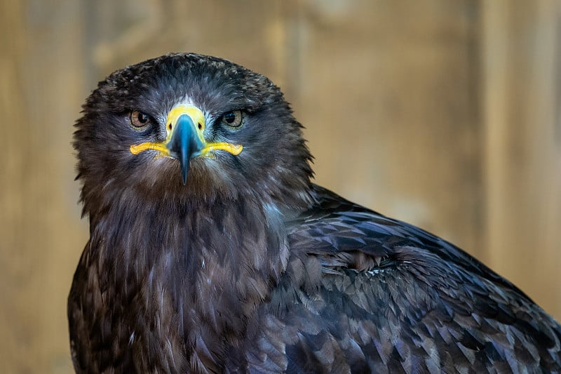 草原鹰(Aquila nipalensis)画像