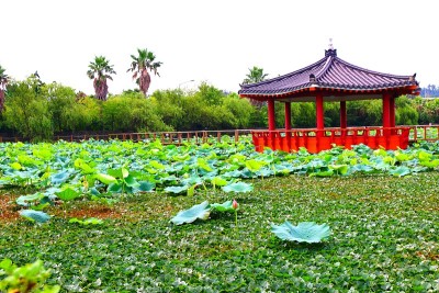 软化花园、池塘、荷花、湖泊、花网、