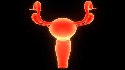 女性生殖系统解剖学