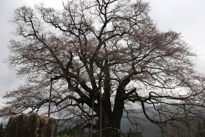 樱花大悟