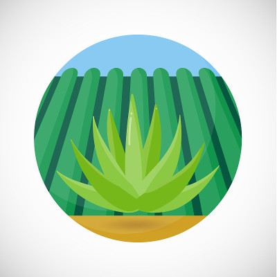 龙舌兰矢量平ico