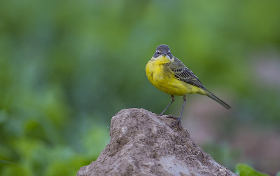 西部黄wagtail(莫塔西拉黄)