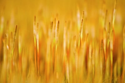 苔藓特写