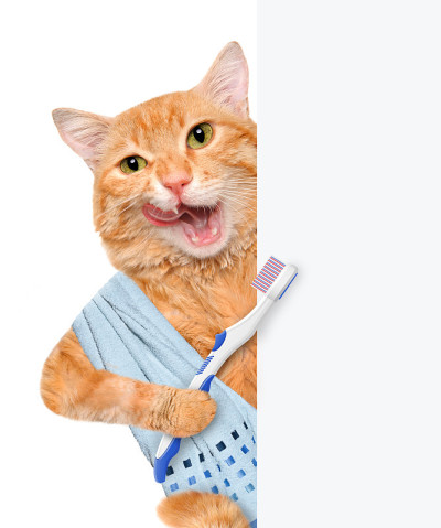 刷牙的猫。
