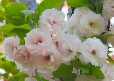 日本的双樱花(耶哉zakura)