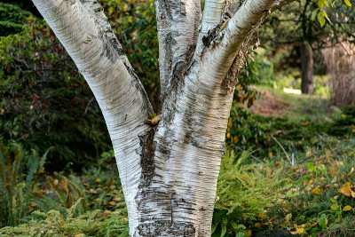 喜马拉雅桦树(betula utilis)的特写/微距