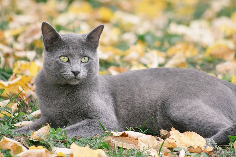俄罗斯蓝猫在户外的秋天的自然
