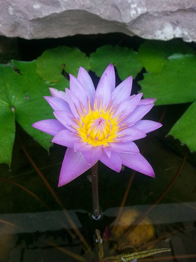 紫色的莲花
