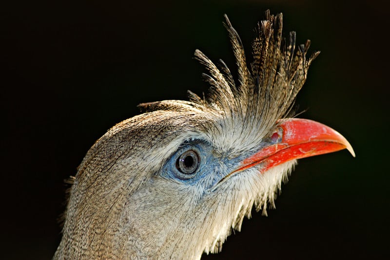 红腿塞里马，cristata Cariama, Pantanal，巴西。来自美国的野生稀有鸟类的详细