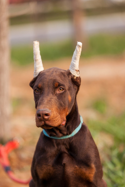 杜宾犬