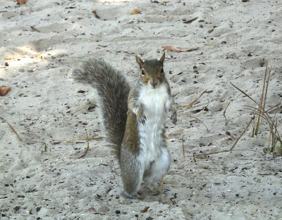 灰松鼠(Sciurus carolinensis)