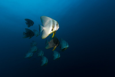 蓝色的特拉蝙蝠鱼(Platax Teira)