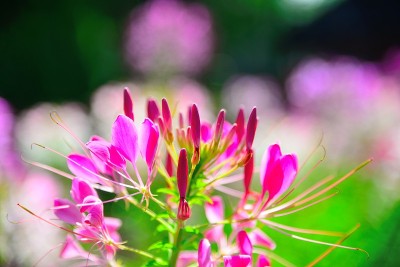 西方花皮重