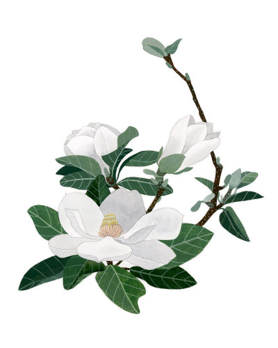 木兰的花