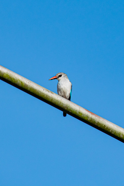 乌干达恩德培林地翠鸟(Halcyon senegalensis)栖息在一根金属柱上，嘴里叼着一只老虎