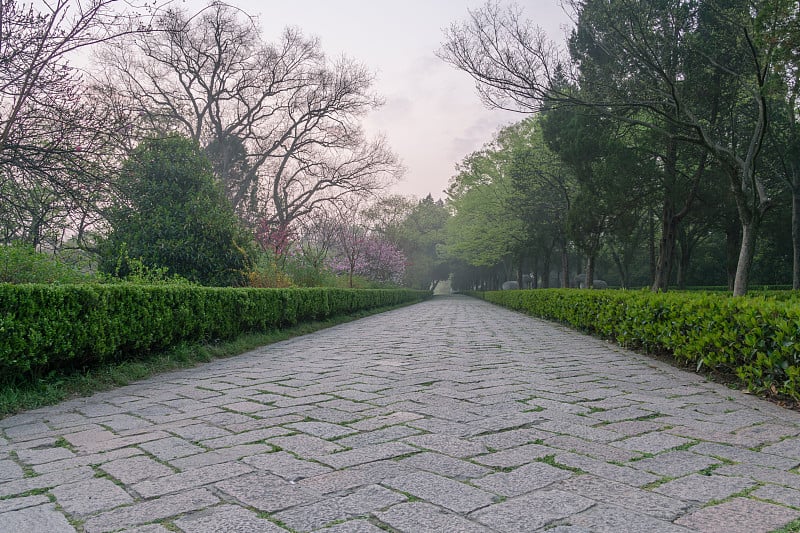 中国南京明晓陵风景区，春日樱花盛开。