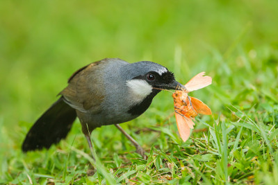 包括黑Laughingthrush