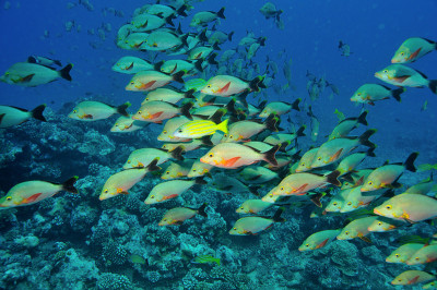 一群座头红鲷鱼和一个孤独的普通蓝条纹鲷鱼在Vallée Blanche divespot在塔希提岛