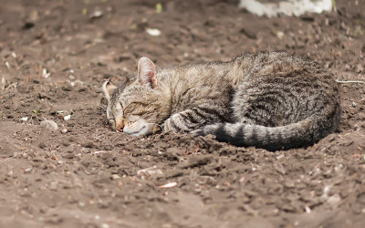 猫睡在地上