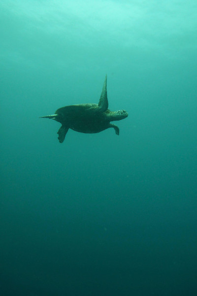 Turtles Sipadan记得