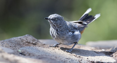 Chestnut Vented - babbler从喀拉哈里沙漠的一个水坑里喝水