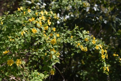 粳稻花