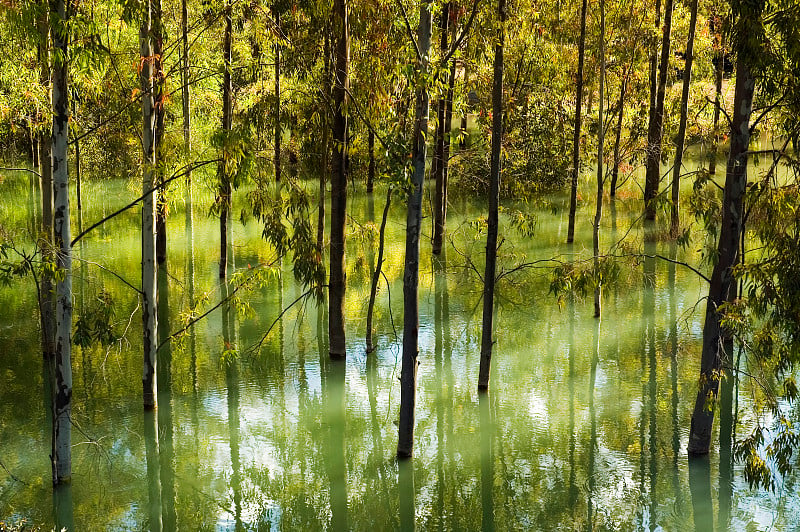 西班牙安达卢西亚扎哈拉湖水库洪水泛滥，树木在水中