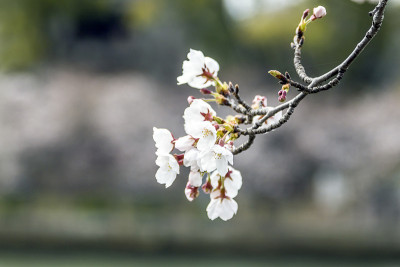 樱花