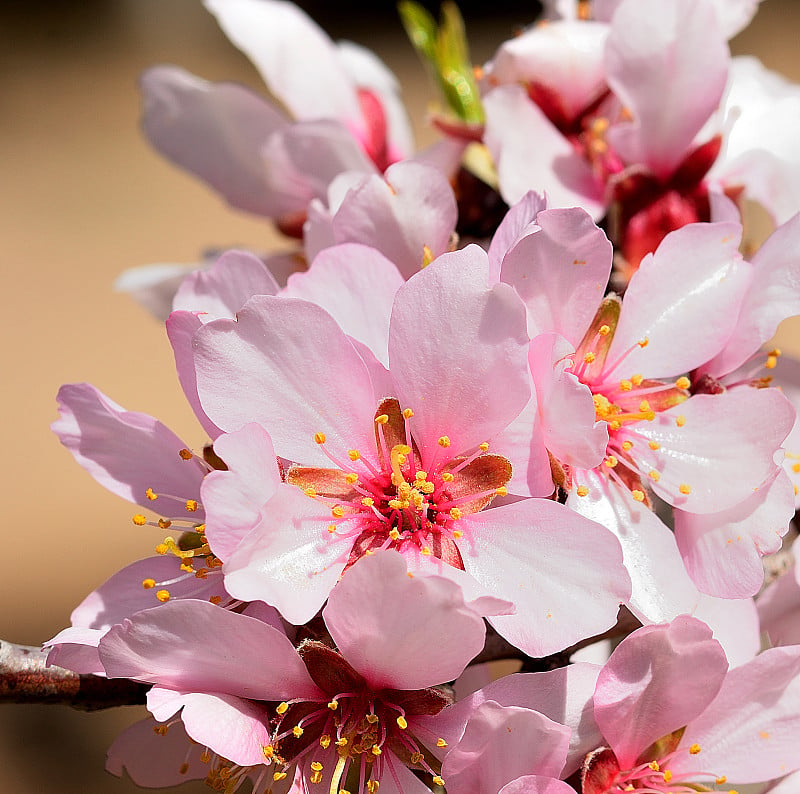 莫里诺斯Quinta de los Molinos公园的杏花