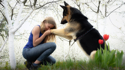 牧羊犬和小女孩在樱花盛开的花园里