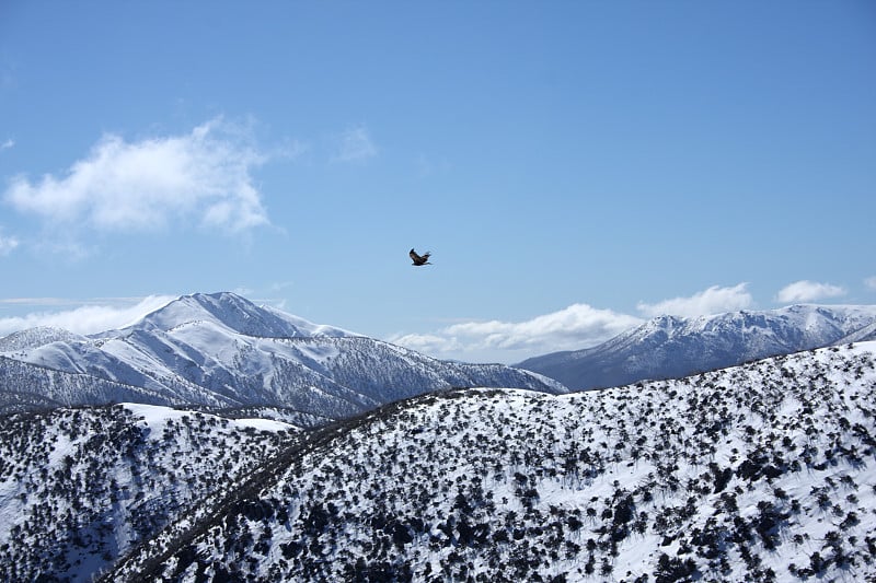 山鹰