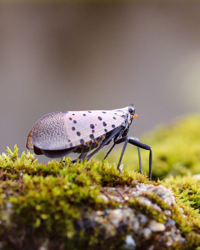 发现Lanternfly