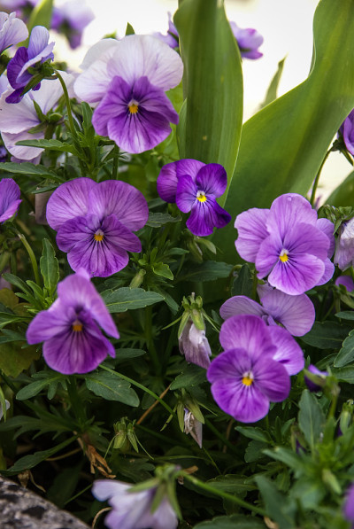 花,Chauvigny,法国