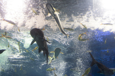 彩虹鲨鱼，湄公河巨型苏琪鲶鱼，水族馆里的鲶鱼