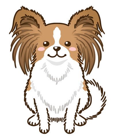蝶耳犬(棕白色)