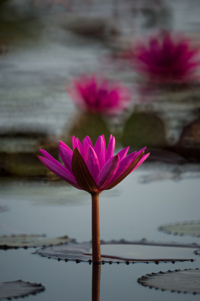湖中美丽的红莲