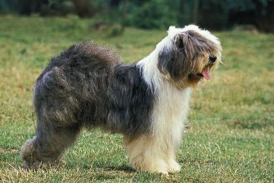 短尾犬或英国老牧羊犬，成年站在草地上
