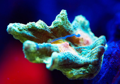 海洋水族馆里美丽多彩的珊瑚。