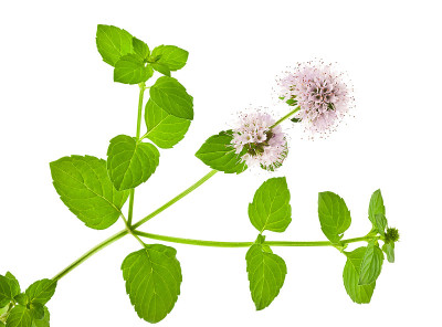 像花一样