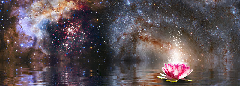 美丽的花朵映衬着星空