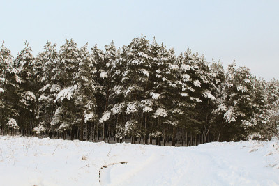 树木之间覆盖着雪