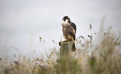 坐在柱子上的游隼(Falco peregrinus)。