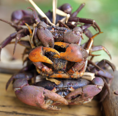 Crabs-Vanuatu