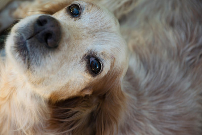 爱的英国赛特犬