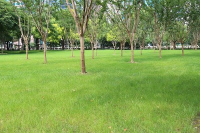 城市公园