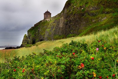 山下海滩的Mussenden Temple县德里，野生玫瑰