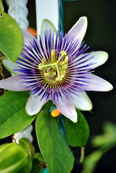 西番莲caerulea花
